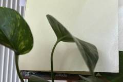 IMG-20260916-WA0051